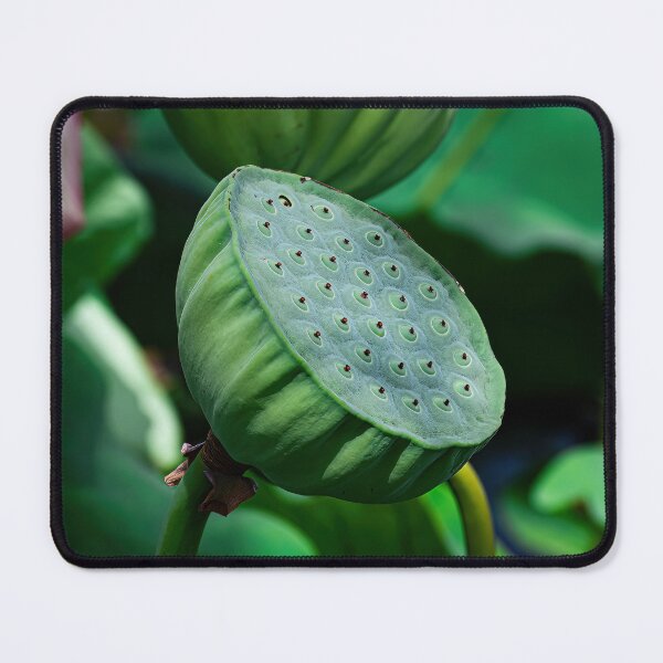 Artikelvorschau, Lotus-Schote entworfen und verkauft von PVphotography.