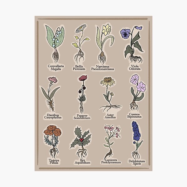 Item preview, Birth Month Flowers scientific name  designed and sold by Chaosauce.