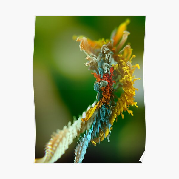 Microplants Metasefolia One Poster