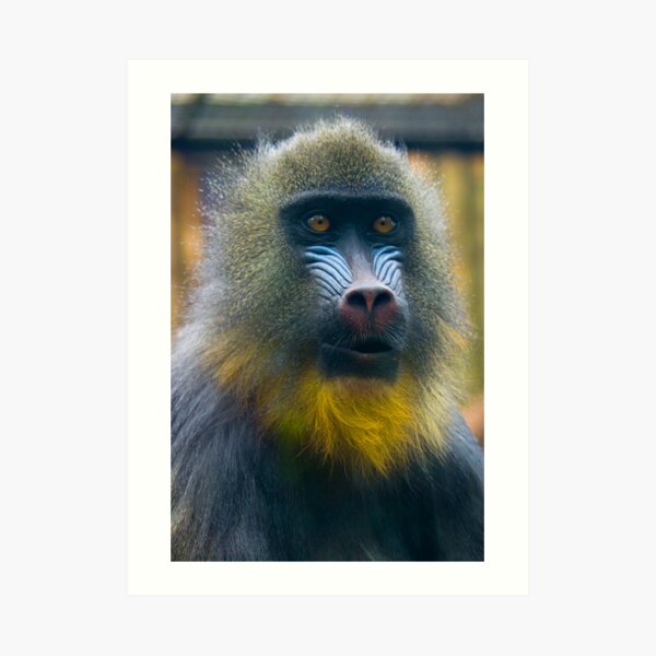 Art Print