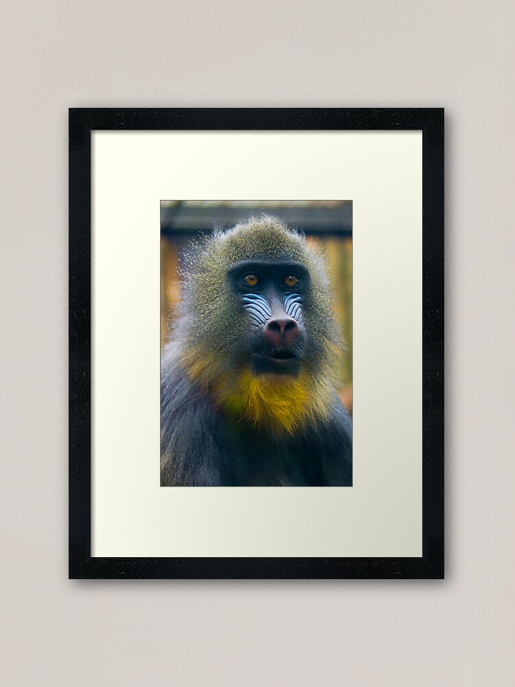 Thumbnail 1 of 7, Framed Art Print, Masked designed and sold by steppeland.