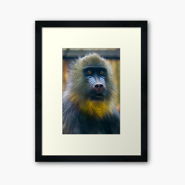 Framed Art Print