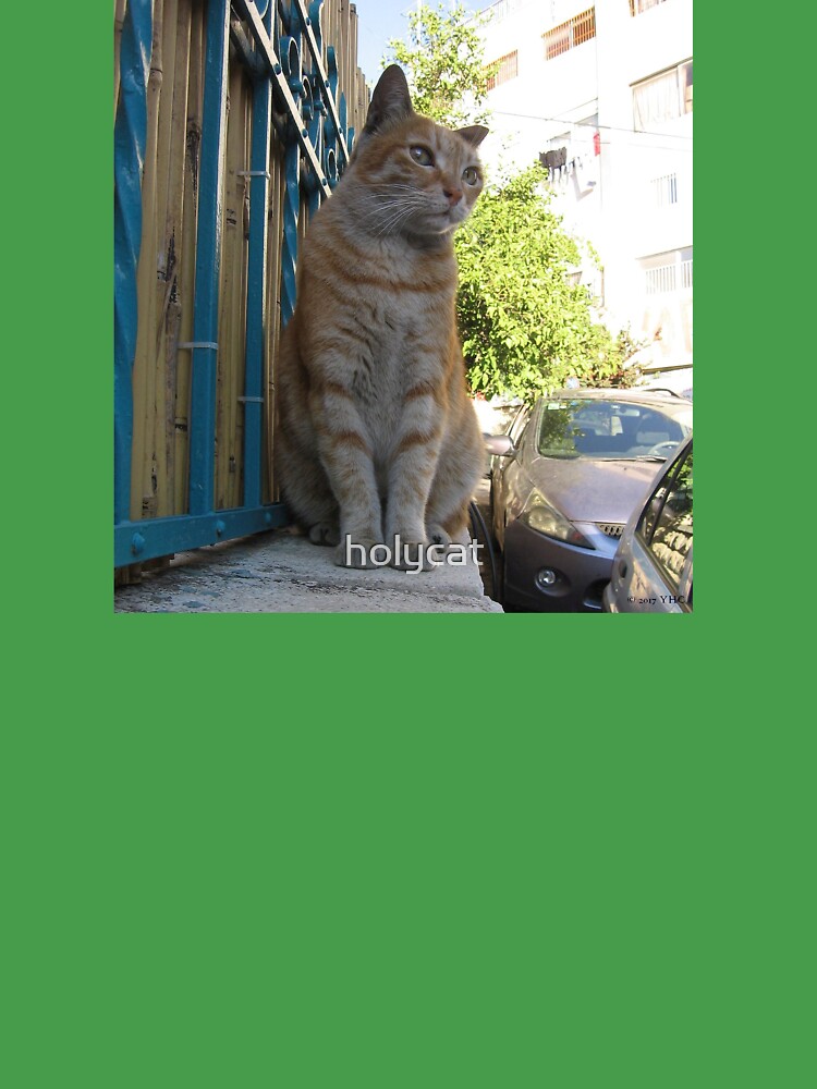 Lordly Jerusalem neighborhood cat