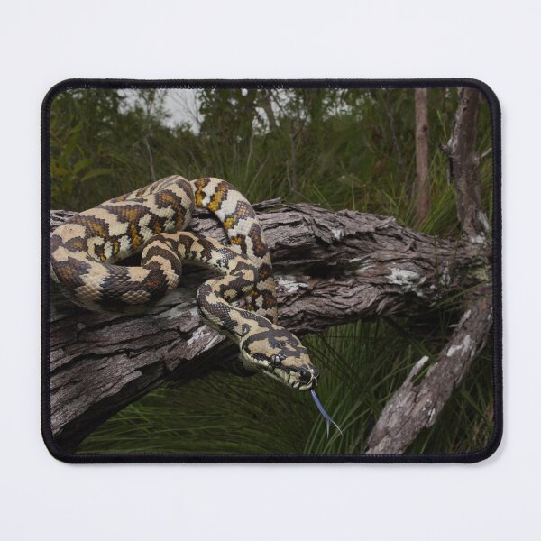 Item preview, Northern Carpet Python in stunning light designed and sold by CNZdenek.
