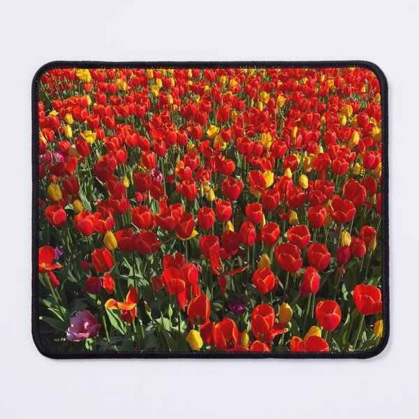 Item preview, Tulips blooms, Araluen, Western Australia designed and sold by NimbleFish.