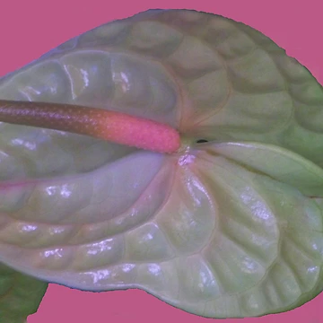 Artwork thumbnail, Pink by Coloursofnature
