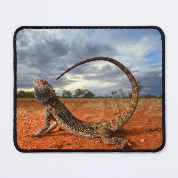 Item preview, Central Bearded Dragon (Pogona vitticeps) designed and sold by CJHay.