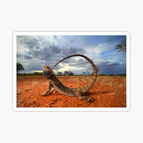 Central Bearded Dragon (Pogona vitticeps) Sticker