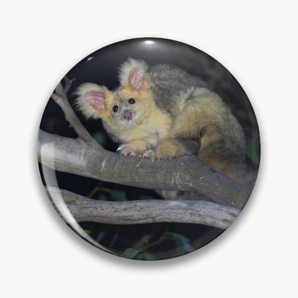 Item preview, Greater Glider, white morph designed and sold by CNZdenek.