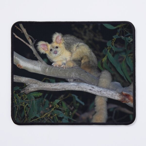 Item preview, Greater Glider, white morph designed and sold by CNZdenek.
