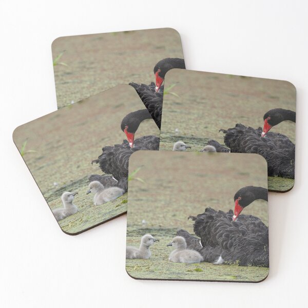 Item preview, Black Swan with Cygnets designed and sold by CNZdenek.