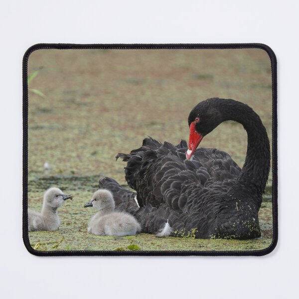 Item preview, Black Swan with Cygnets designed and sold by CNZdenek.