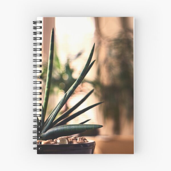 Item preview, A branchy houseplant in sunlight designed and sold by Tamas KLAUSZ.