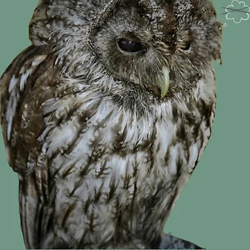 Artwork thumbnail, owl by EdythAbbott