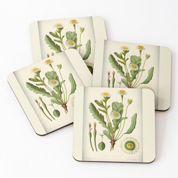 Item preview, Botanical illustration Daisy (Bellis perennis) designed and sold by digitalbrosse.