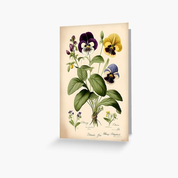 Item preview, Wild Pansy (Viola tricolor) designed and sold by digitalbrosse.