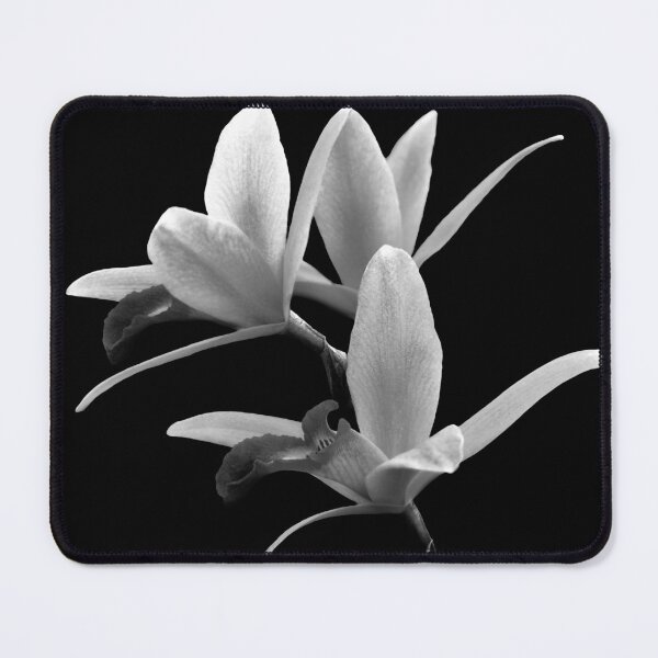 Item preview, Flower - Orchid -  The Exquisite Beauty of Laelia Orchids BW designed and sold by Mike Savad Photography.