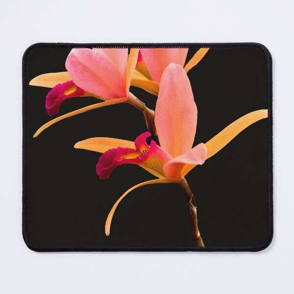 Item preview, Flower - Orchid -  The Exquisite Beauty of Laelia Orchids designed and sold by Mike Savad Photography.