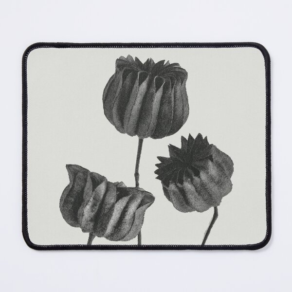 Item preview, Lime Mallow Vintage Botanical Print by Karl Blossfeldt designed and sold by Pretty  Pixel.