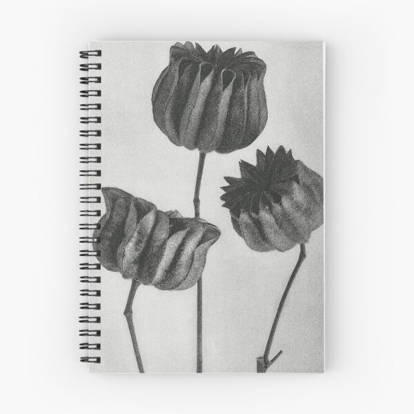 Item preview, Lime Mallow Vintage Botanical Print by Karl Blossfeldt designed and sold by Pretty  Pixel.