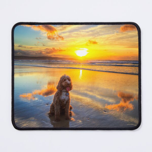 Item preview, Cockapoo, Hayle Beach Sunset designed and sold by Paul Thompson Photography.