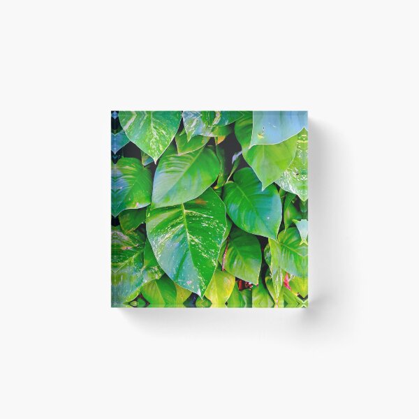 Item preview, Captivating Close-Up: Stunning Leaves in Sunlight designed and sold by PhotografeeMrsB.