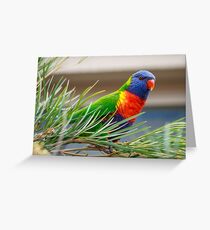 Rainbow Lorikeet Greeting Card