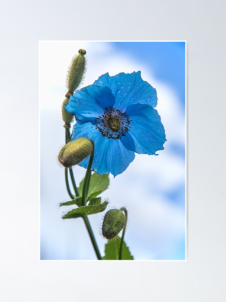 coquelicot arctique