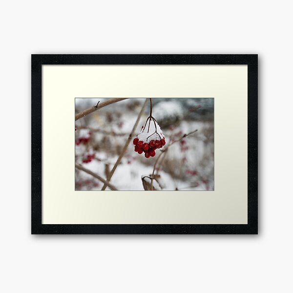 Winter berries Framed Art Print