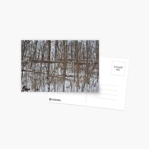 Escarpment snow fall Postcard