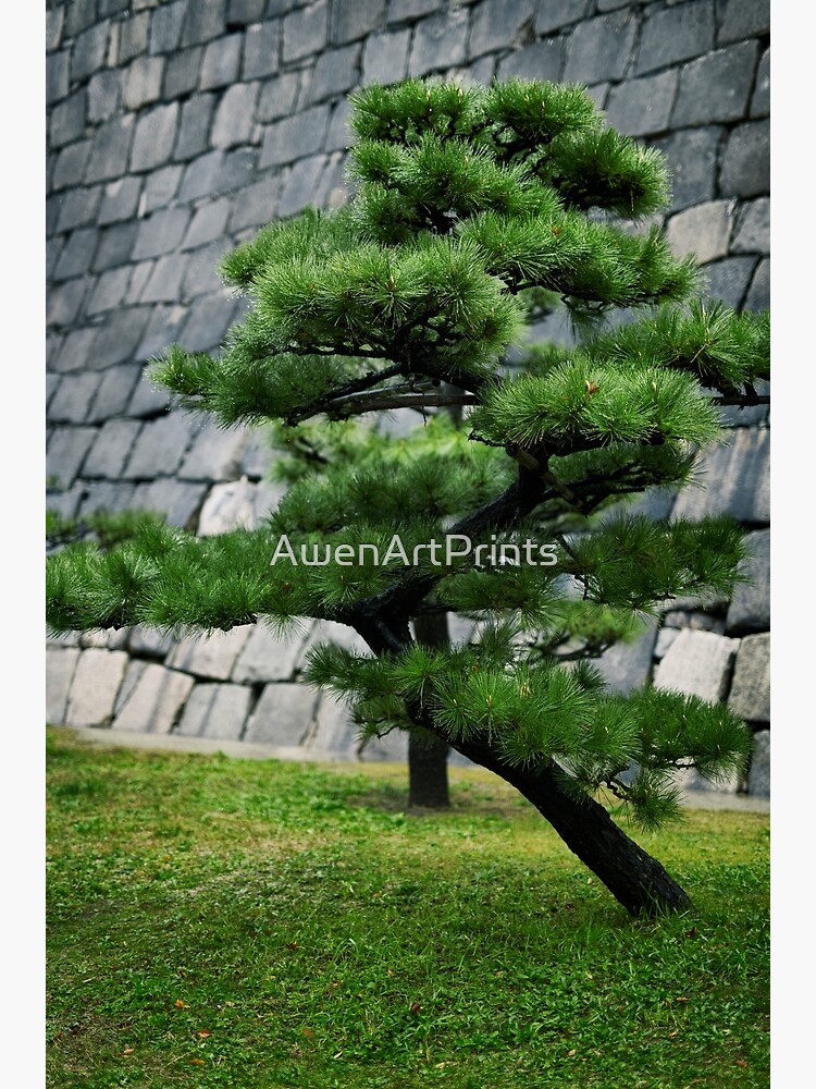 コレクション Yoshitsune sitting on a pine tree Part II: Shore Pine Design Puzzle | Michael Hagedorn