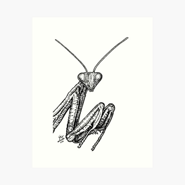 Item preview, PRAYING MANTIS ink portrait designed and sold by lautir.