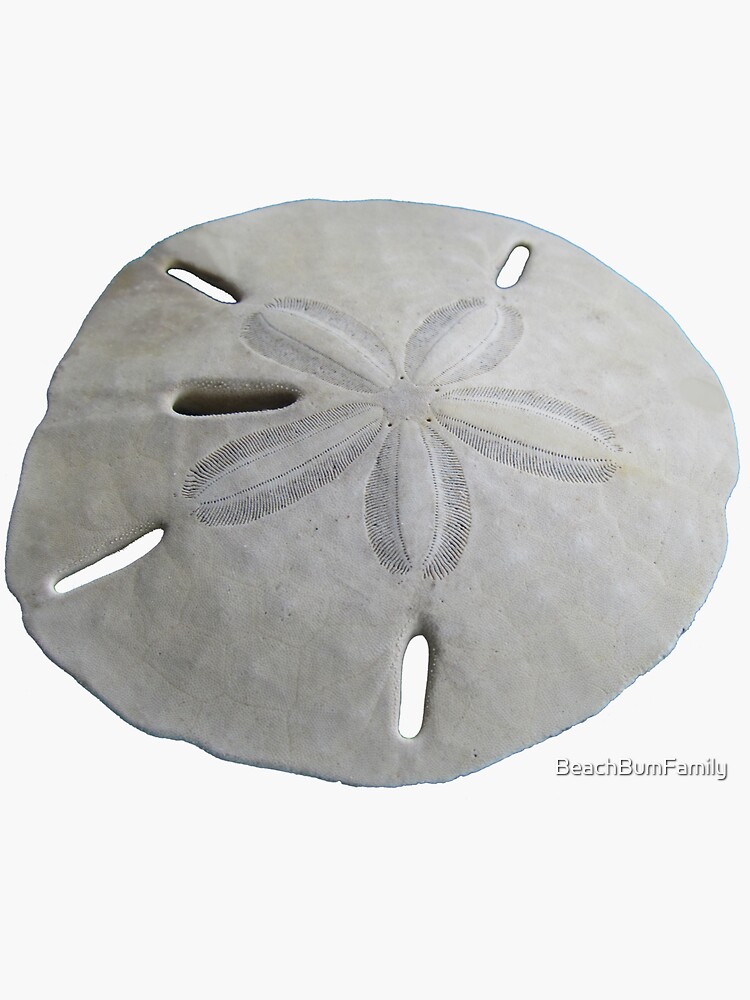 Sand Dollar Beach Theme by BeachBumFamily