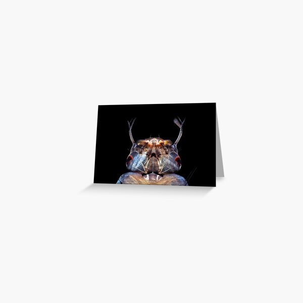 Mosquitolarva head Greeting Card