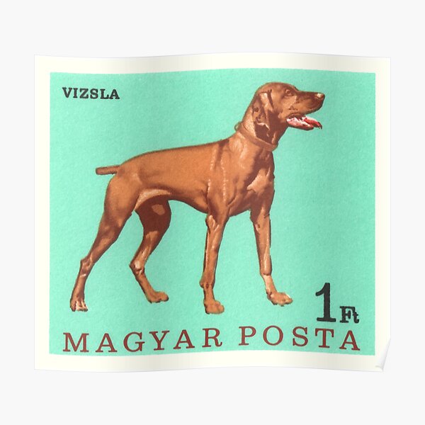 1967 Hungary Vizsla Dog Postage Stamp Poster