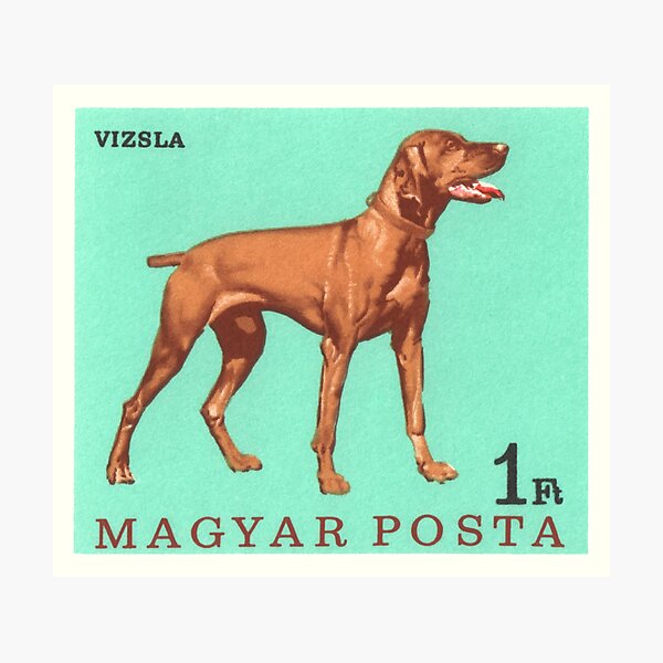 Item preview, 1967 Hungary Vizsla Dog Postage Stamp designed and sold by retrographics.