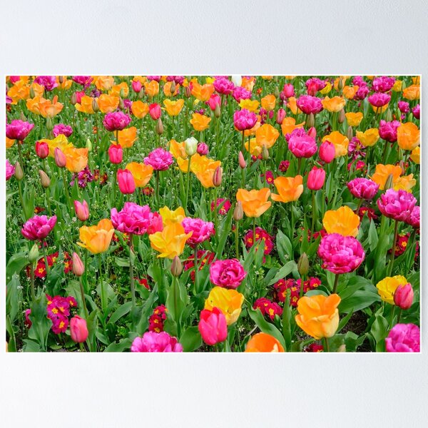 Item preview, Patch of Tulips in Lawn designed and sold by dbvirago.