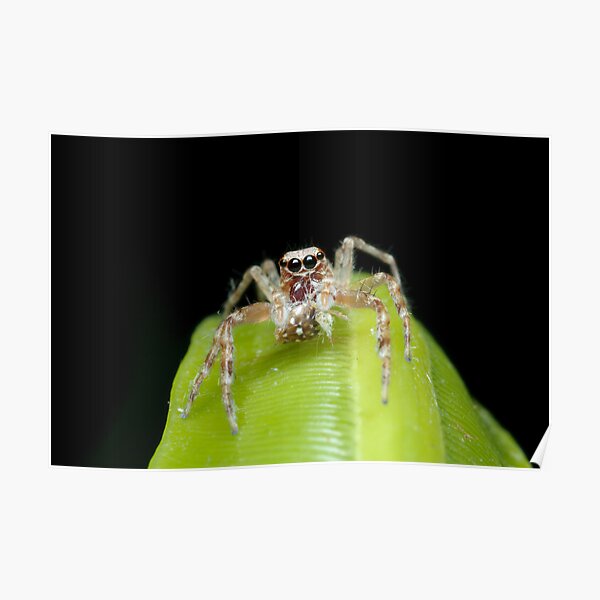 Bronze Aussie Jumping Spider Poster