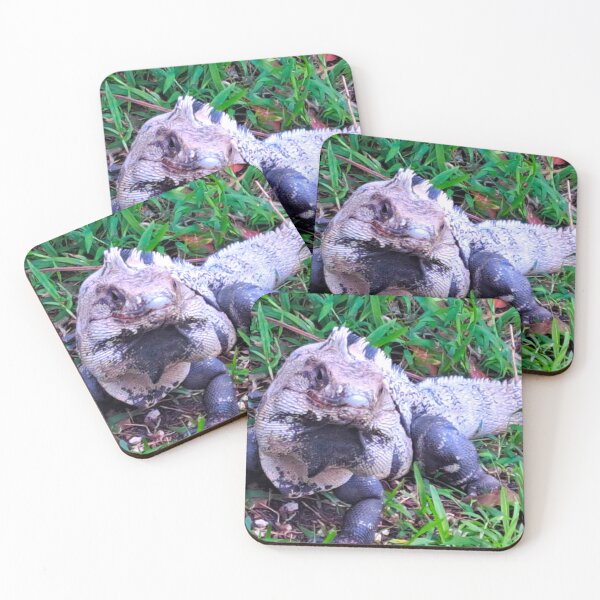 Item preview, Get Up Close and Personal with a Mexican Iguana designed and sold by PhotografeeMrsB.