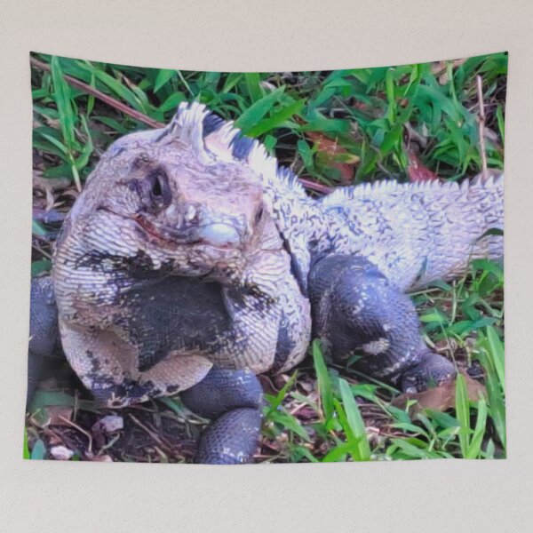 Item preview, Get Up Close and Personal with a Mexican Iguana designed and sold by PhotografeeMrsB.