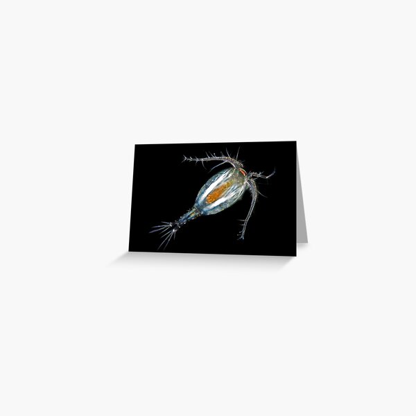 Copepod Greeting Card