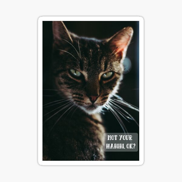 Not Your Habibi Ok Funny Cat Angry Cat Not Your Habibi Funny