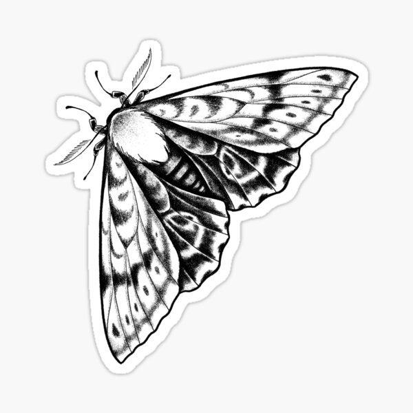 Luna Moth Images  Free Download on Freepik