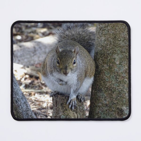 Item preview, Cute Squirrel #0101 designed and sold by Jeffrey Mask.
