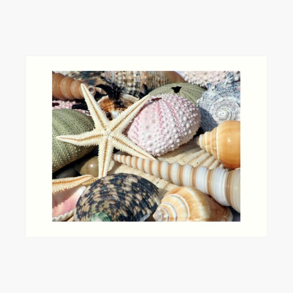Shells Art Print