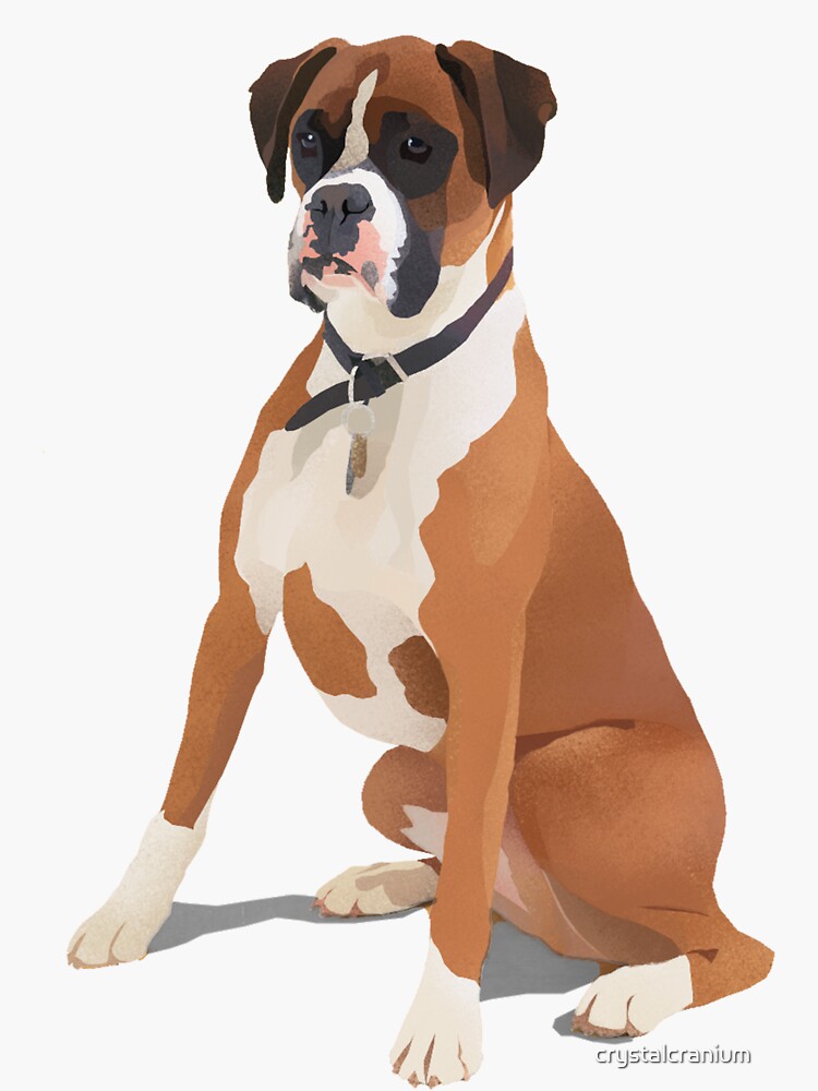 File:Boxer dog stand.jpg - Wikimedia Commons