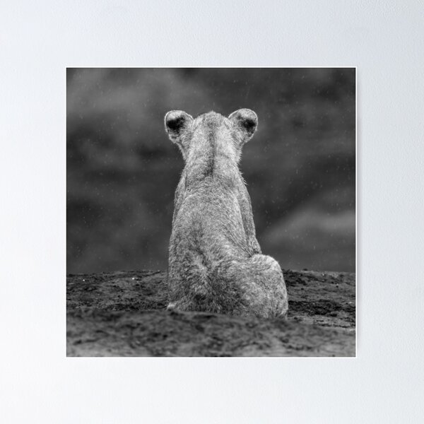Item preview, A lion cub sits in the rain at Mashatu, Botswana designed and sold by Simon Blears.