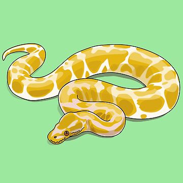 How To Draw Burmese Python
