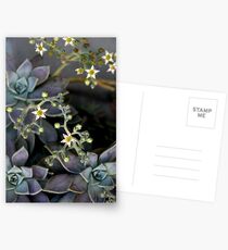 Twinkle, Twinkle, Succulent Stars Postcards