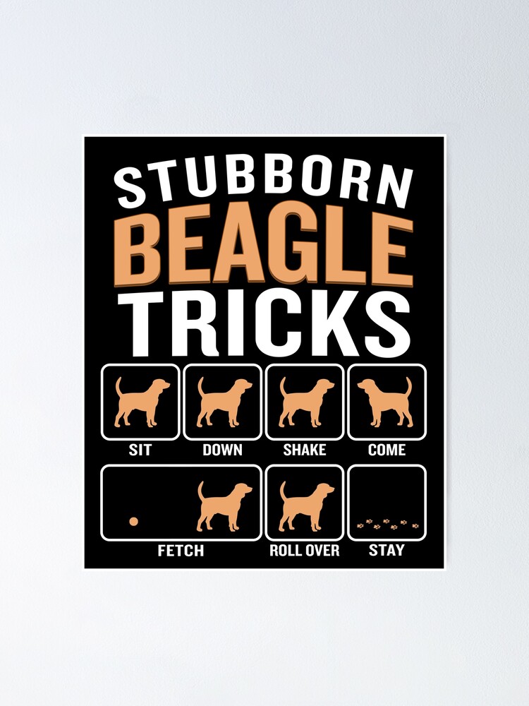 stubborn beagle tricks